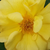 Žuta - Floribunda ruže - Golden Delight